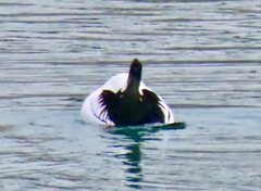 Bucephala clangula