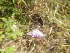 Pyronia cecilia