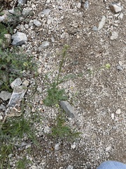 Caulanthus lasiophyllus