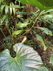 Anthurium cordatum