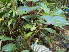 Anthurium cordatum