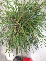 Cupressaceae