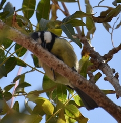Cyanistes teneriffae