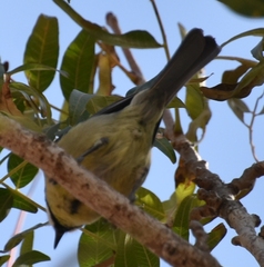 Cyanistes teneriffae