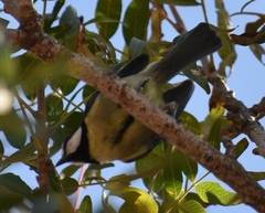 Cyanistes teneriffae