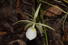 Brassavola tuberculata