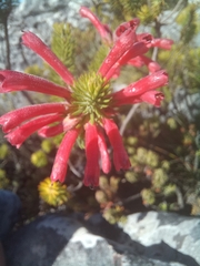 Erica abietina