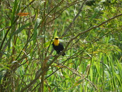 Chrysomus icterocephalus