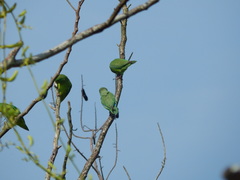 Forpus conspicillatus