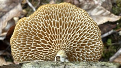 Neofavolus americanus