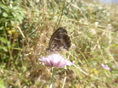 Pyronia cecilia