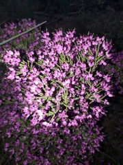 Erica umbellata