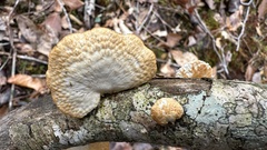 Neofavolus americanus