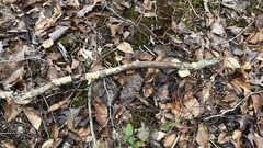 Neofavolus americanus