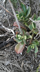 Cotyledon