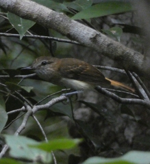 Attila spadiceus
