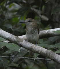 Attila spadiceus