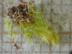 Leptobryum pyriforme