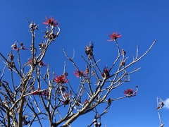 Erythrina americana