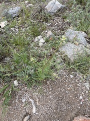 Caulanthus lasiophyllus