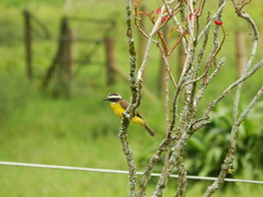 Myiozetetes cayanensis