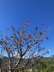 Erythrina americana