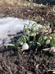 Galanthus elwesii