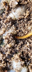 Haplophilus subterraneus