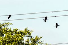 Plegadis falcinellus