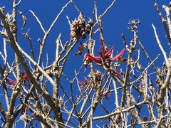 Erythrina americana