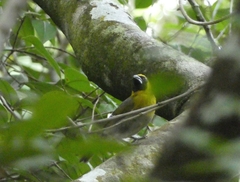 Caryothraustes poliogaster
