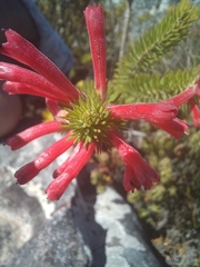 Erica abietina