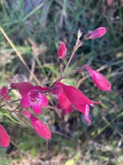 Penstemon roseus