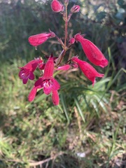 Penstemon roseus