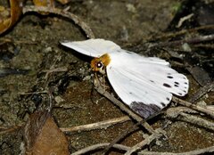 Capila pieridoides