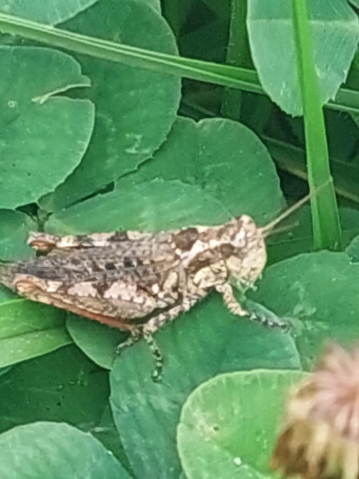 Baeacris punctulata image