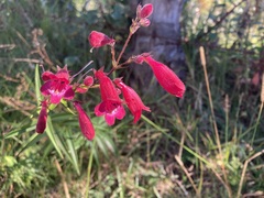 Penstemon roseus