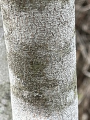 Frangula caroliniana