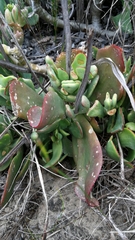 Cotyledon
