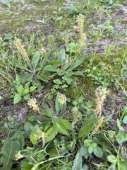 Plantago virginica