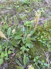 Plantago virginica