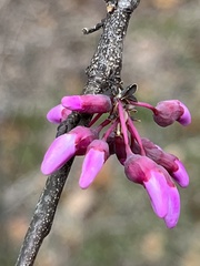 Frangula caroliniana