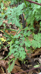Phacelia congesta