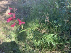 Penstemon roseus
