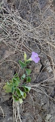Asystasia gangetica