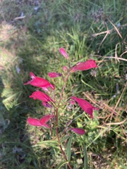Penstemon roseus