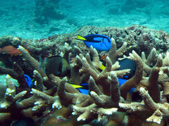 Paracanthurus hepatus