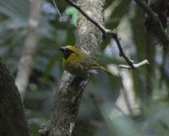 Caryothraustes poliogaster