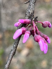Frangula caroliniana