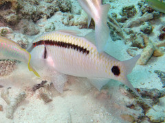 Parupeneus barberinus